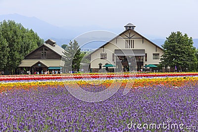 Lavender and colorful flower fields at Furano, Hokkaido Editorial Stock Photo